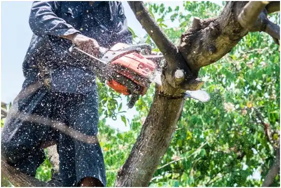 tree services Vista West